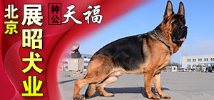 北京展昭犬业