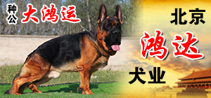北京鸿达犬业